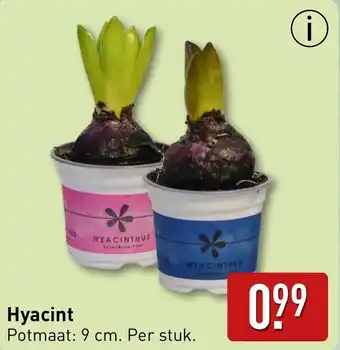 ALDI Hyacint aanbieding