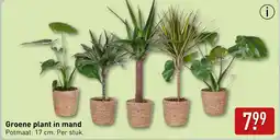 ALDI Groene plant in mand aanbieding