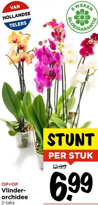 Vomar Voordeelmarkt Vlinderorchidee aanbieding