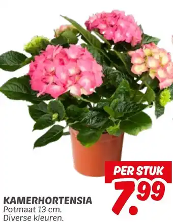 Dekamarkt Kamerhortensia aanbieding