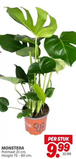 Dekamarkt Monstera aanbieding