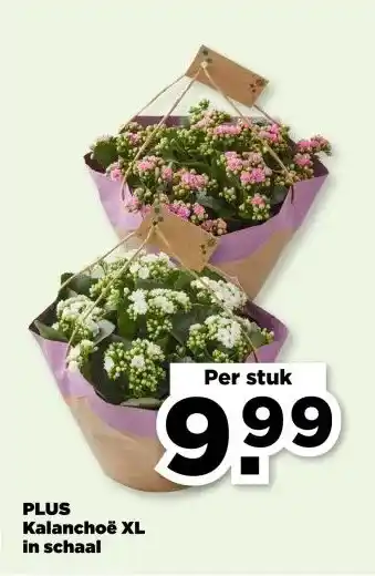 PLUS PLUS Kalanchoë XL in schaal aanbieding