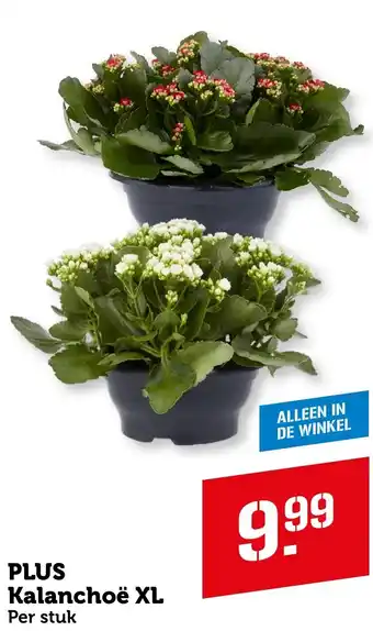 Coop PLUS Kalanchoë XL aanbieding