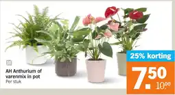 Albert Heijn AH Anthurium of varenmix in pot aanbieding