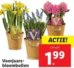 Lidl Voorjaars- bloembollen aanbieding