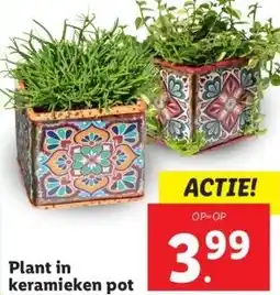 Lidl Plant in keramieken pot aanbieding