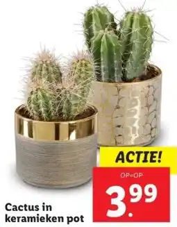 Lidl Cactus in keramieken pot aanbieding