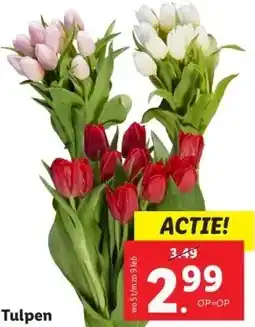 Lidl Tulpen aanbieding