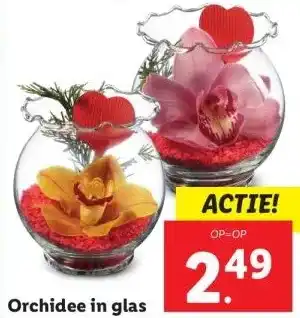 Lidl Orchidee in glas aanbieding