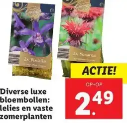 Lidl Diverse luxe bloembollen: lelies en vaste zomerplanten aanbieding