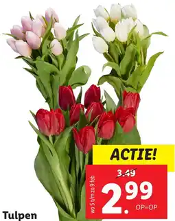 Lidl Tulpen aanbieding