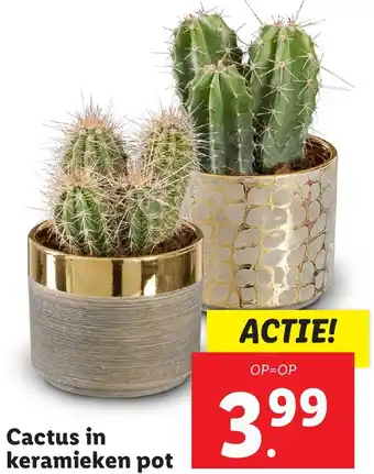 Lidl Cactus in keramieken pot aanbieding