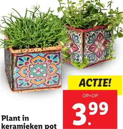 Lidl Plant in keramieken pot aanbieding