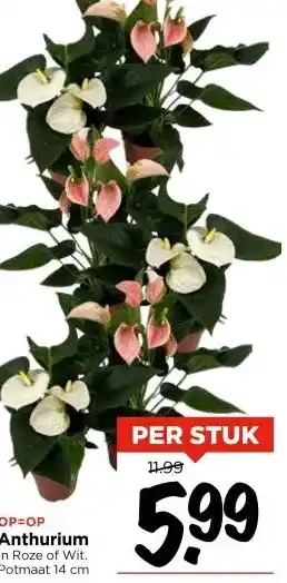 Vomar Voordeelmarkt Anthurium aanbieding