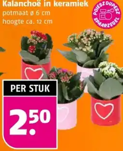 Poiesz Kalanchoë in keramiek aanbieding