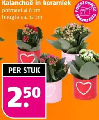 Poiesz Kalanchoë in keramiek aanbieding