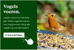 Welkoop Vogels voeren. aanbieding