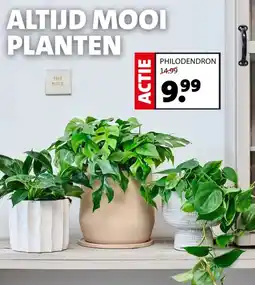 Intratuin Philodendron aanbieding