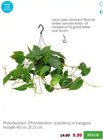 Intratuin Philodendron aanbieding