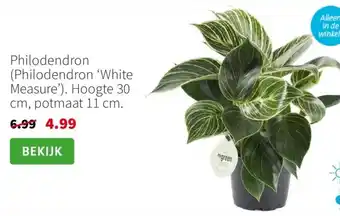 Intratuin Philodendron aanbieding