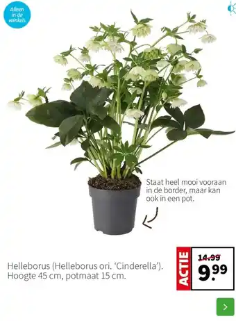 Intratuin Helleborus aanbieding