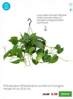 Intratuin Philodendron (Philodendron scandens) in hangpot. Hoogte 40 cm, Ø 15 cm. aanbieding