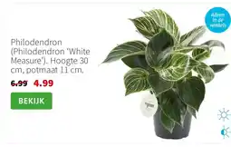 Intratuin Philodendron (Philodendron ‘White Measure’). Hoogte 30 cm, potmaat 11 cm. aanbieding