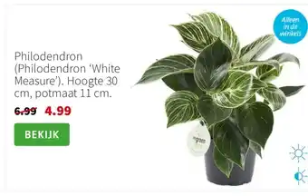 Intratuin Philodendron (Philodendron ‘White Measure’). Hoogte 30 cm, potmaat 11 cm. aanbieding