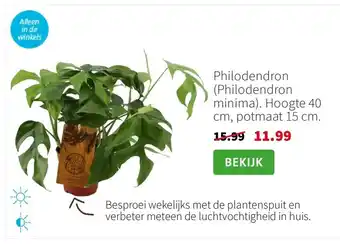 Intratuin Philodendron (Philodendron minima). Hoogte 40 cm, potmaat 15 cm. aanbieding