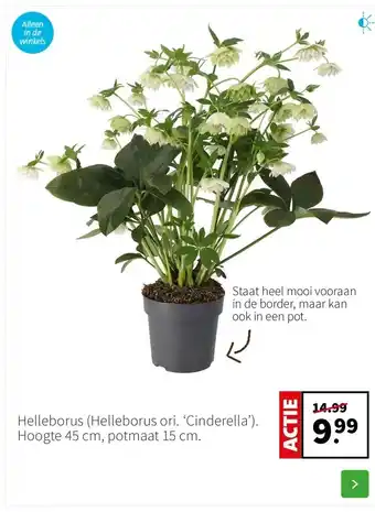 Intratuin Helleborus (Helleborus ori. ‘Cinderella’). Hoogte 45 cm, potmaat 15 cm. aanbieding