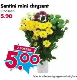 Boon`s Markt Santini mini chrysant aanbieding