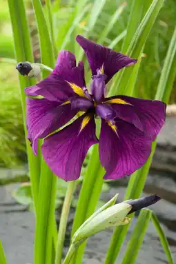 Intratuin Japanse Iris (Iris kaempferi) D 9 H 20 cm aanbieding