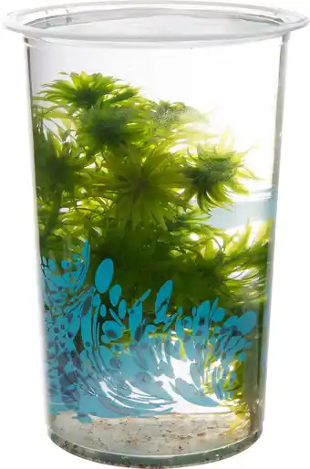 Intratuin Braziliaanse waterpest (Elodea densa) D 12 H 20 cm aanbieding