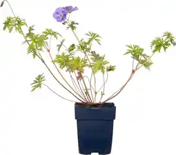 Intratuin Ooievaarsbek (Geranium hybride 'Brookside') D 11 H 10 cm aanbieding