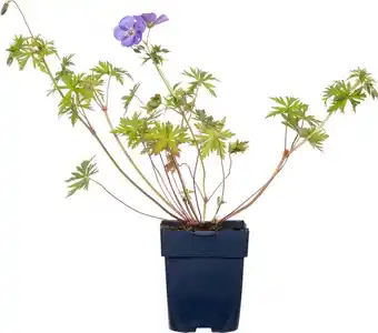 Intratuin Ooievaarsbek (Geranium hybride 'Brookside') D 11 H 10 cm aanbieding