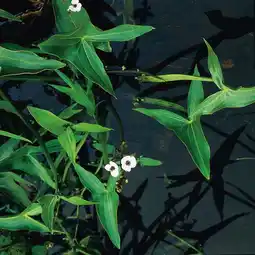 Intratuin Pijlkruid (Sagittaria sagittifolia) D 9 H 20 cm aanbieding