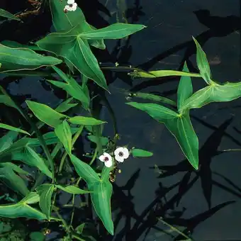 Intratuin Pijlkruid (Sagittaria sagittifolia) D 9 H 20 cm aanbieding