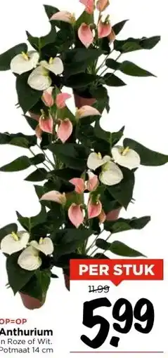 Vomar Voordeelmarkt OP=OP Anthurium aanbieding