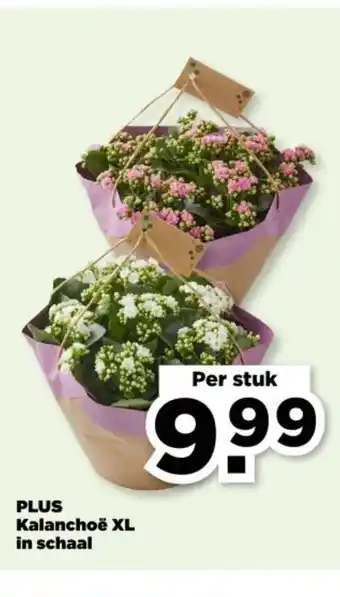 PLUS PLUS Kalanchoë XL in schaal aanbieding