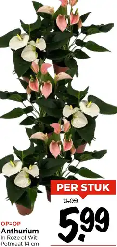 Vomar Voordeelmarkt Anthurium aanbieding