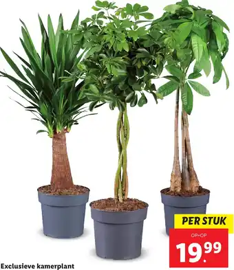 Lidl Exclusieve kamerplant aanbieding