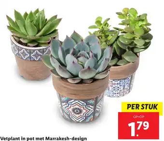 Lidl Vetplant in pot met Marrakesh-design aanbieding