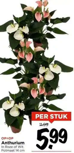 Vomar Voordeelmarkt OP=OP Anthurium In Roze of Wit. Potmaat 14 cm aanbieding