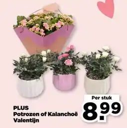 PLUS PLUS Potrozen of Kalanchoë Valentijn aanbieding