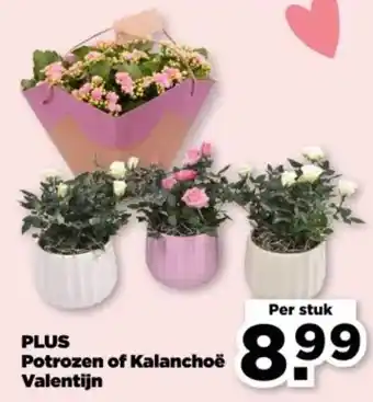 PLUS PLUS Potrozen of Kalanchoë Valentijn aanbieding