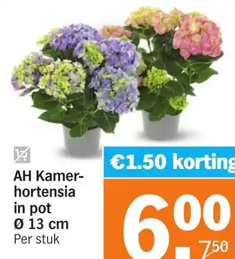 Albert Heijn AH Kamerhortensia in pot aanbieding