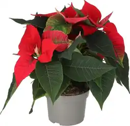 Intratuin Kerstster (Euphorbia pulcherrima 'Red') D 13 H 30 cm aanbieding