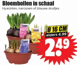 Dirk Bloembollen in schaal aanbieding