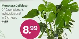 Coppelmans Monstera Deliciosa aanbieding