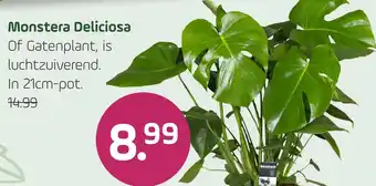 Coppelmans Monstera Deliciosa aanbieding